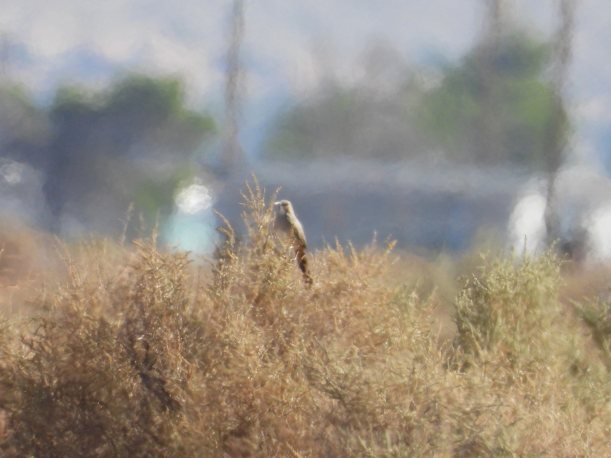 LeConte's Thrasher - ML643383942