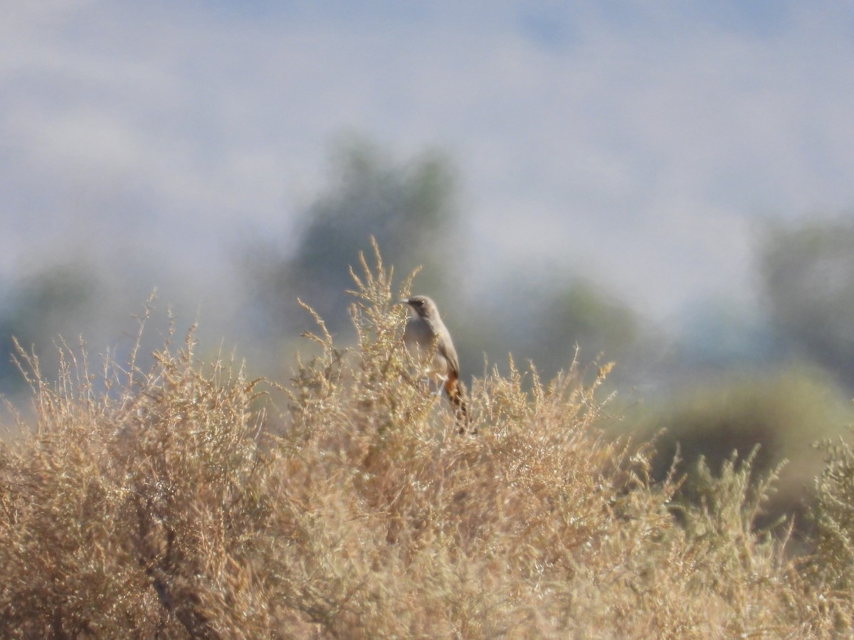 LeConte's Thrasher - ML643383947