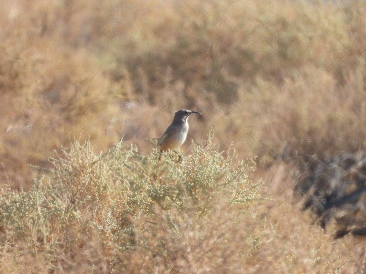 LeConte's Thrasher - ML643383948