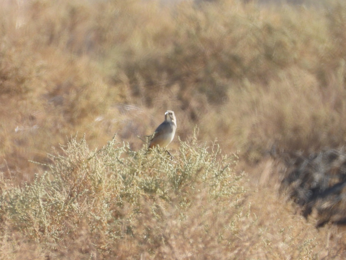 LeConte's Thrasher - ML643383949