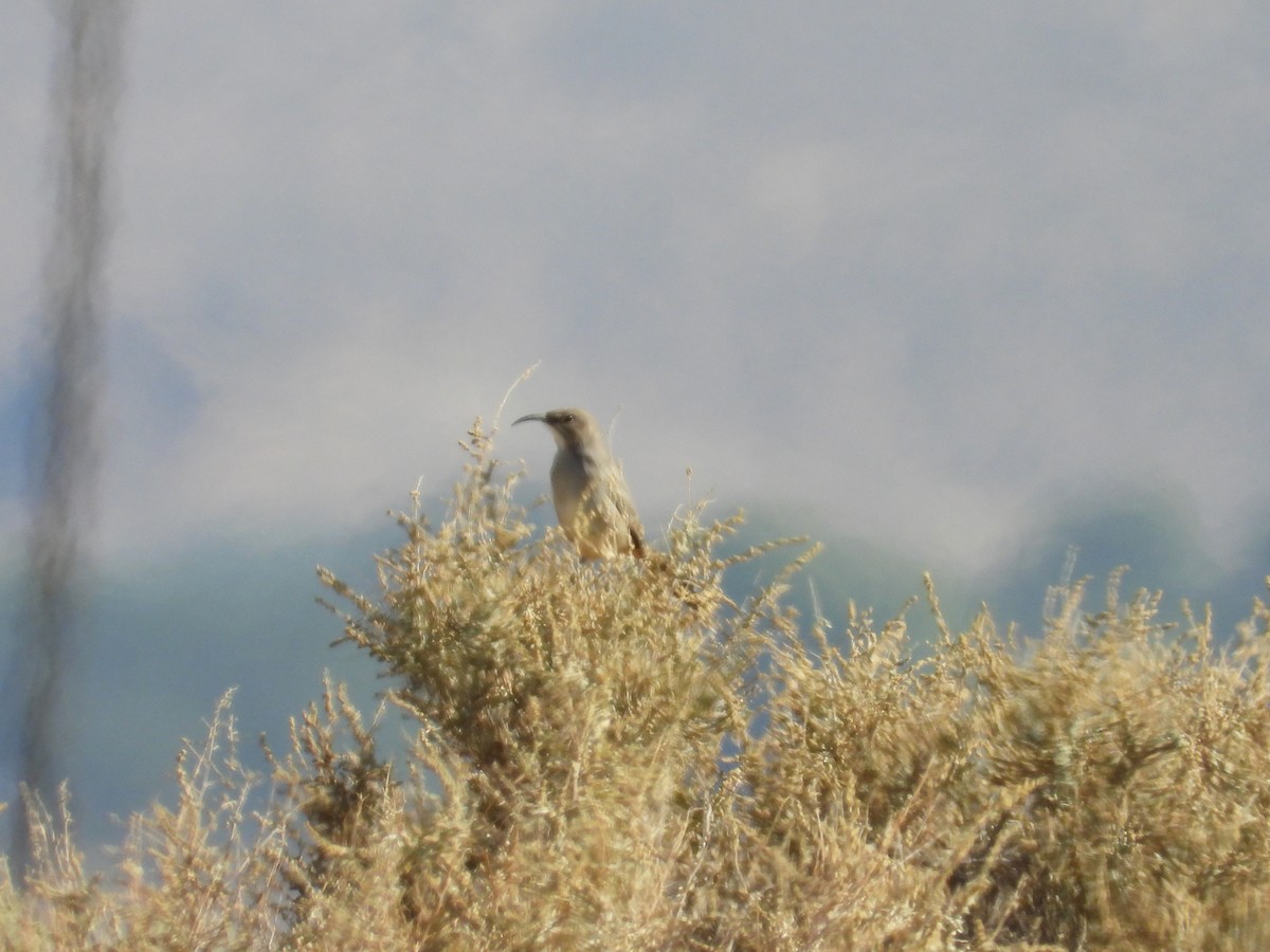 LeConte's Thrasher - ML643383951