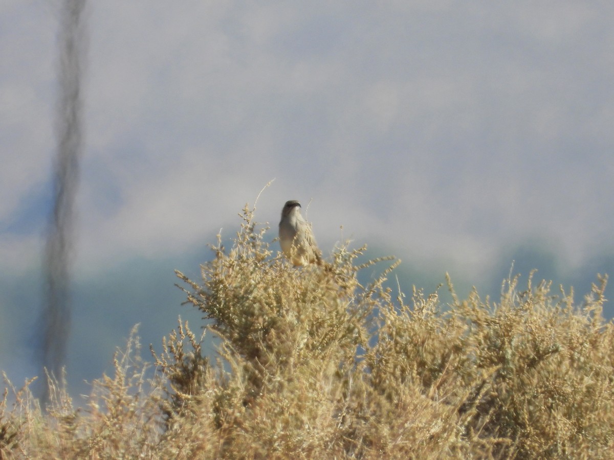 LeConte's Thrasher - ML643383952