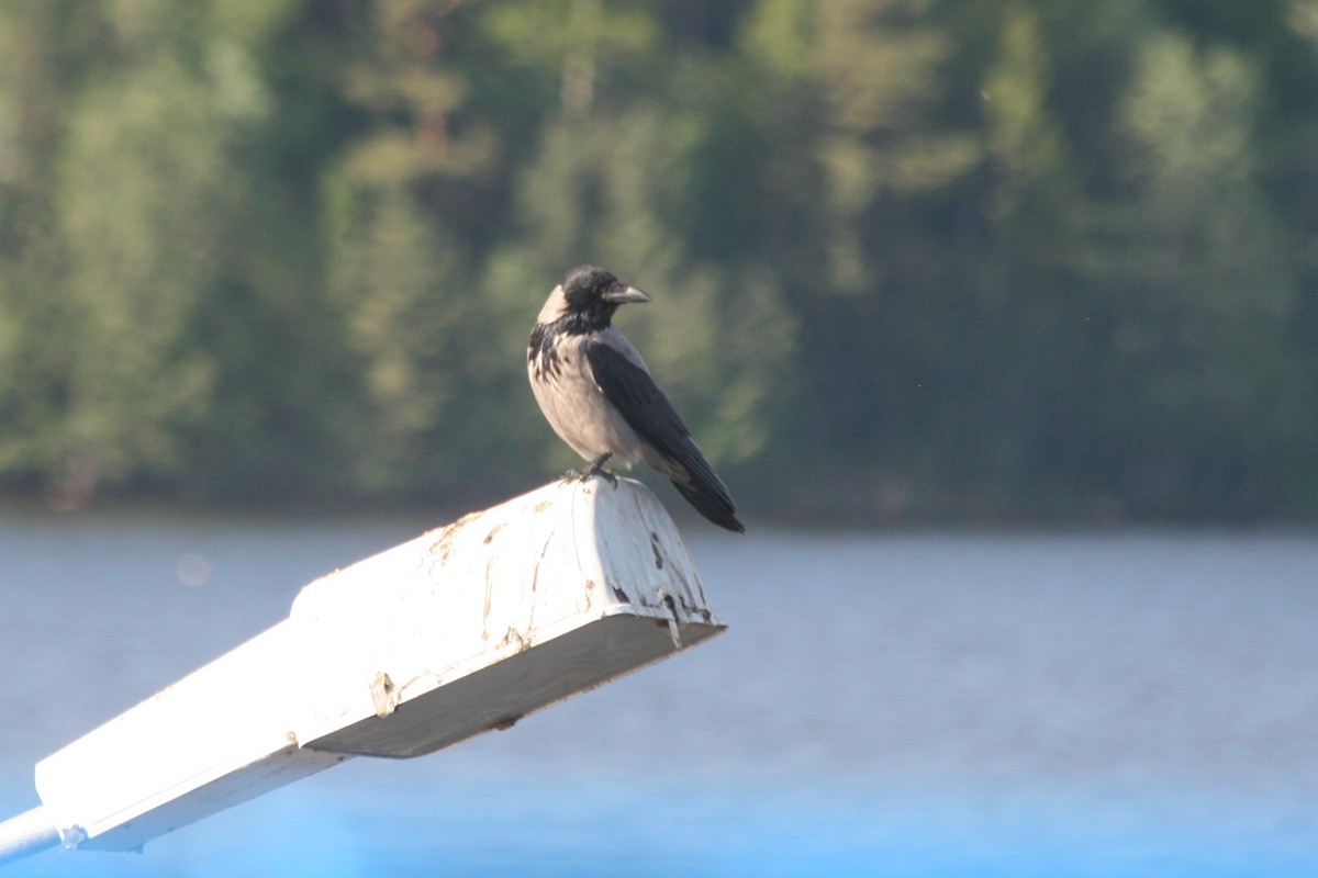 Hooded Crow - ML643383956