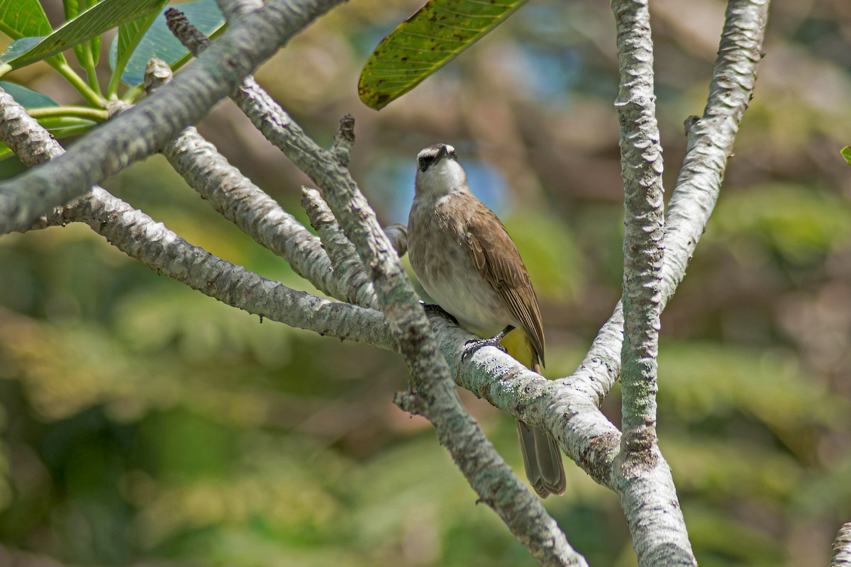 Yellow-vented Bulbul - ML643383957