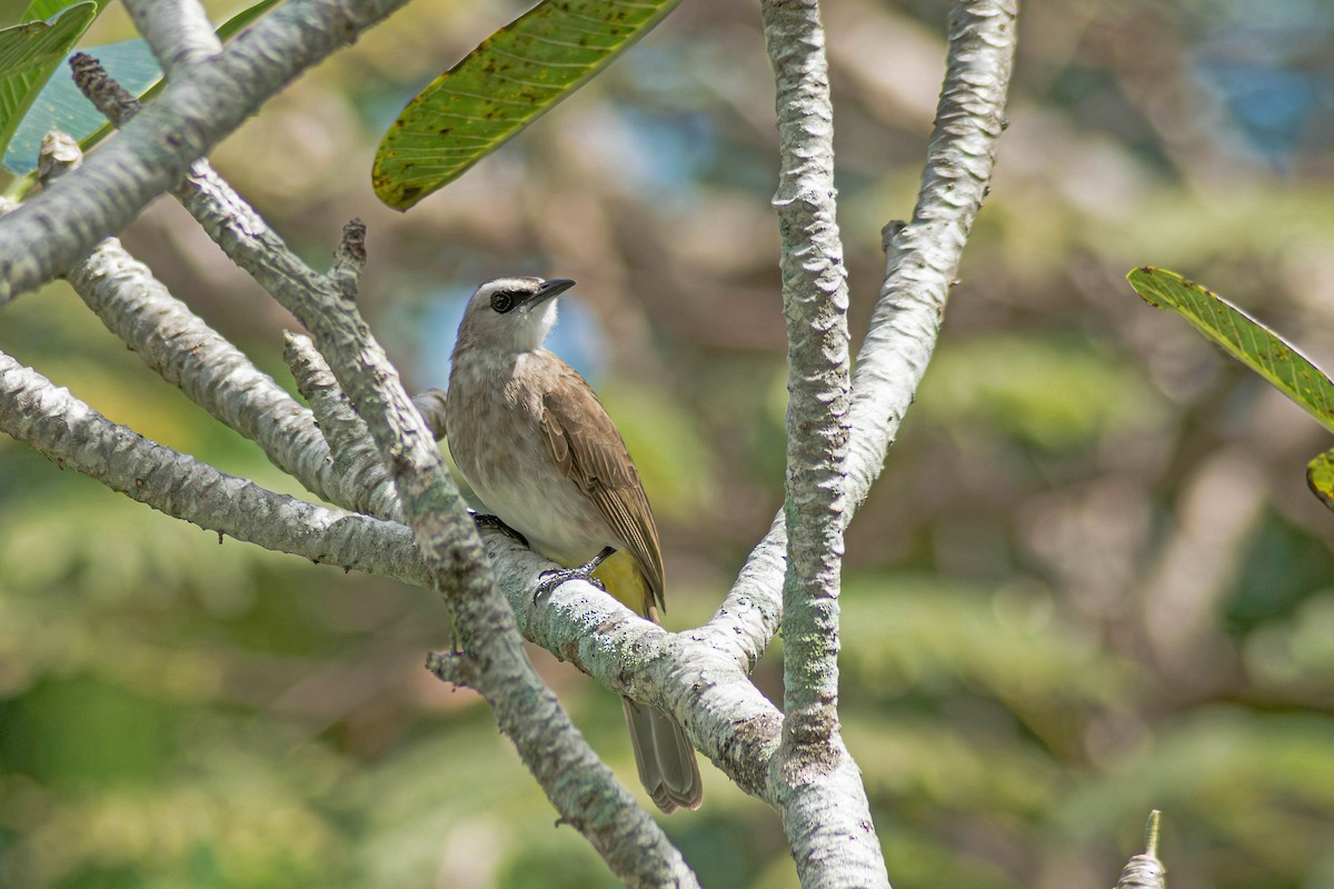 Yellow-vented Bulbul - ML643383958