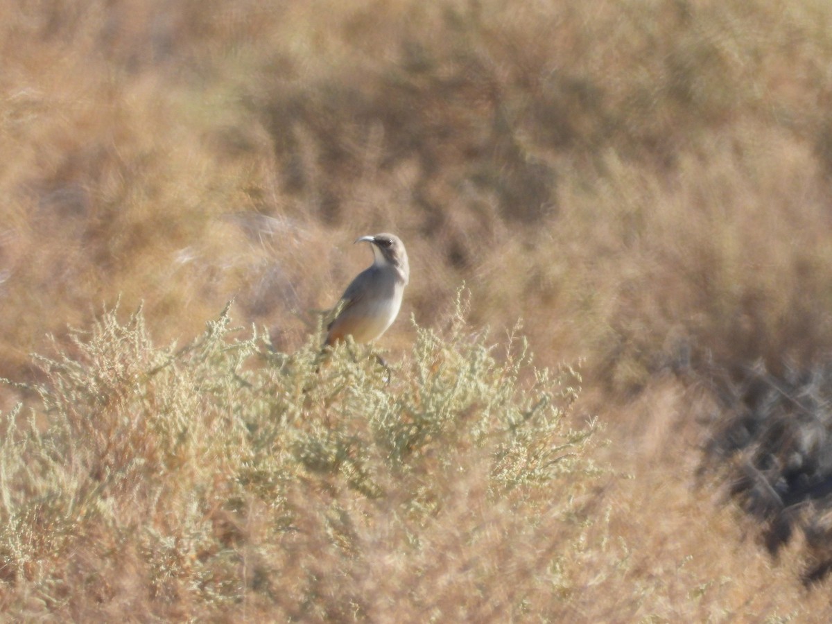 LeConte's Thrasher - ML643383960