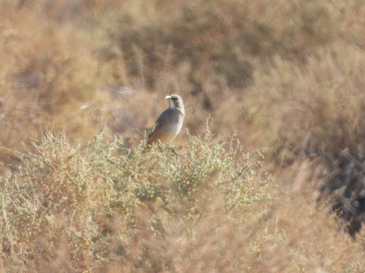 LeConte's Thrasher - ML643383961
