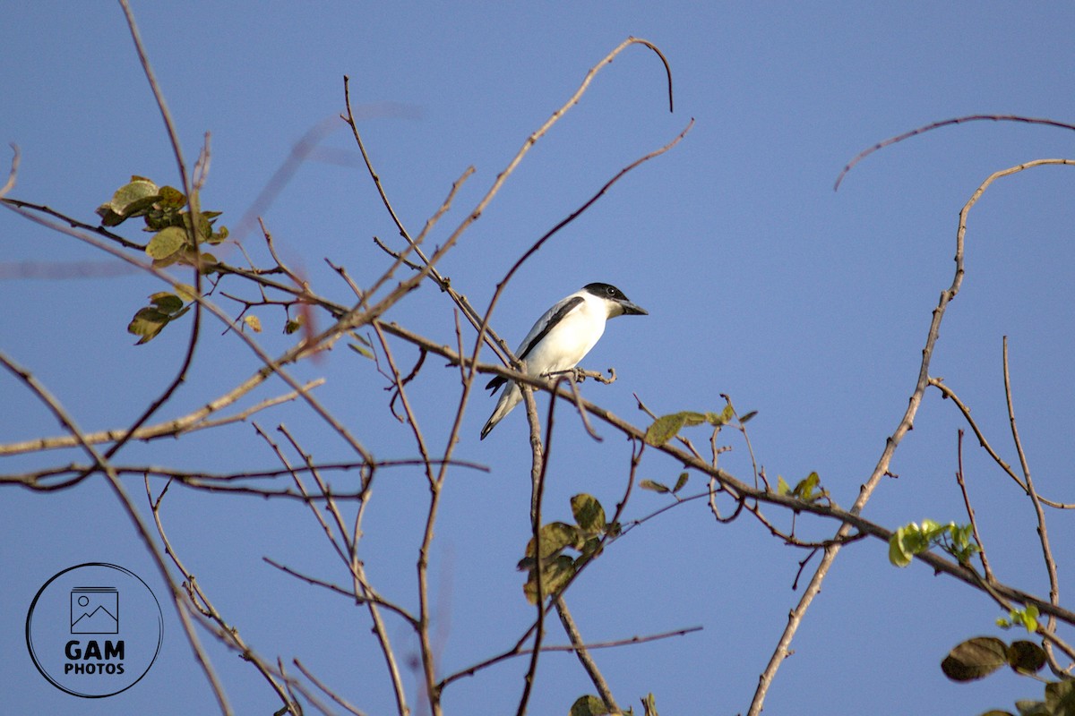 Black-crowned Tityra - ML643383962