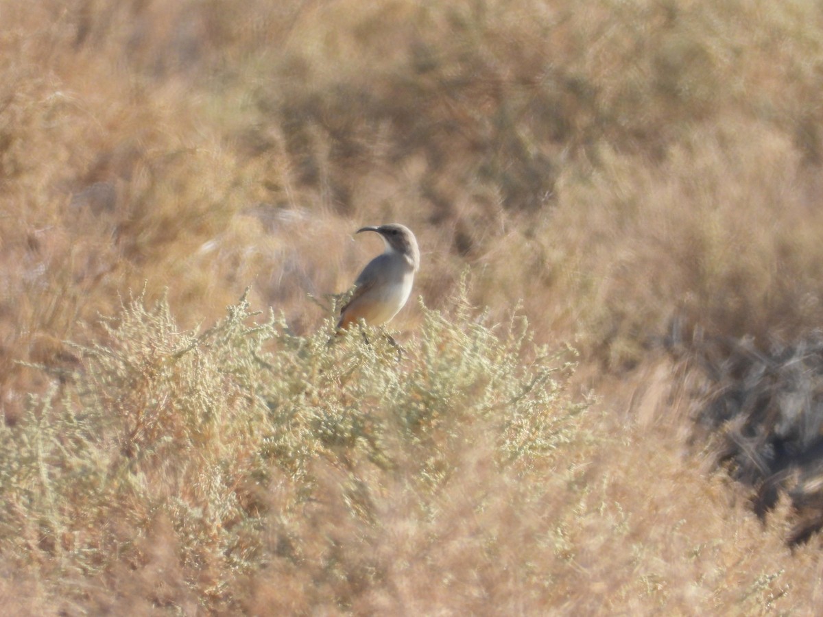 LeConte's Thrasher - ML643383963