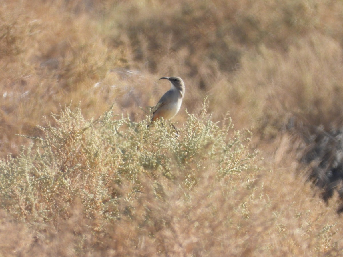LeConte's Thrasher - ML643383965