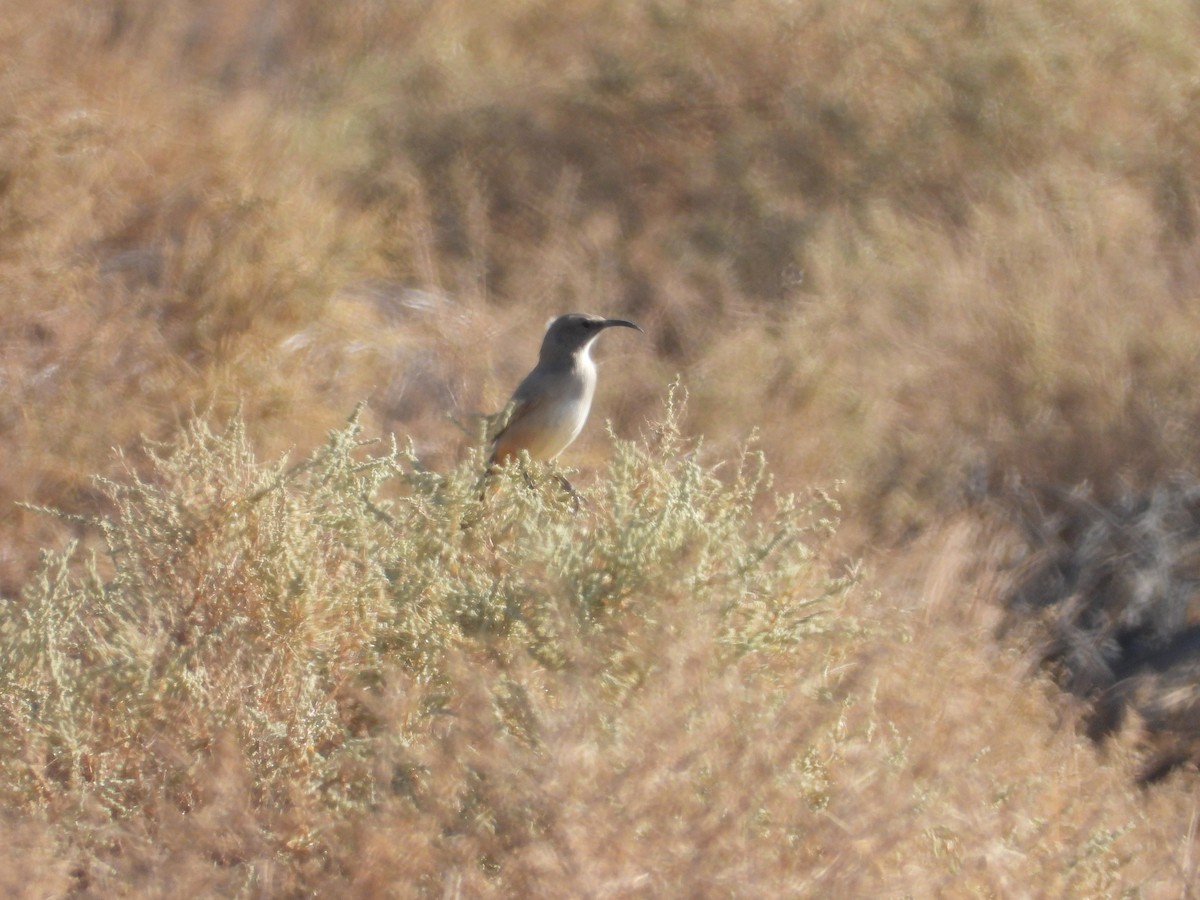 LeConte's Thrasher - ML643383966