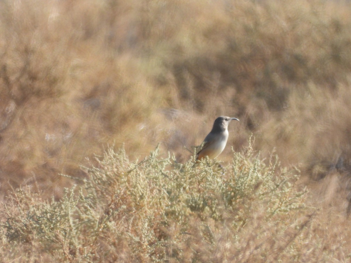 LeConte's Thrasher - ML643383967