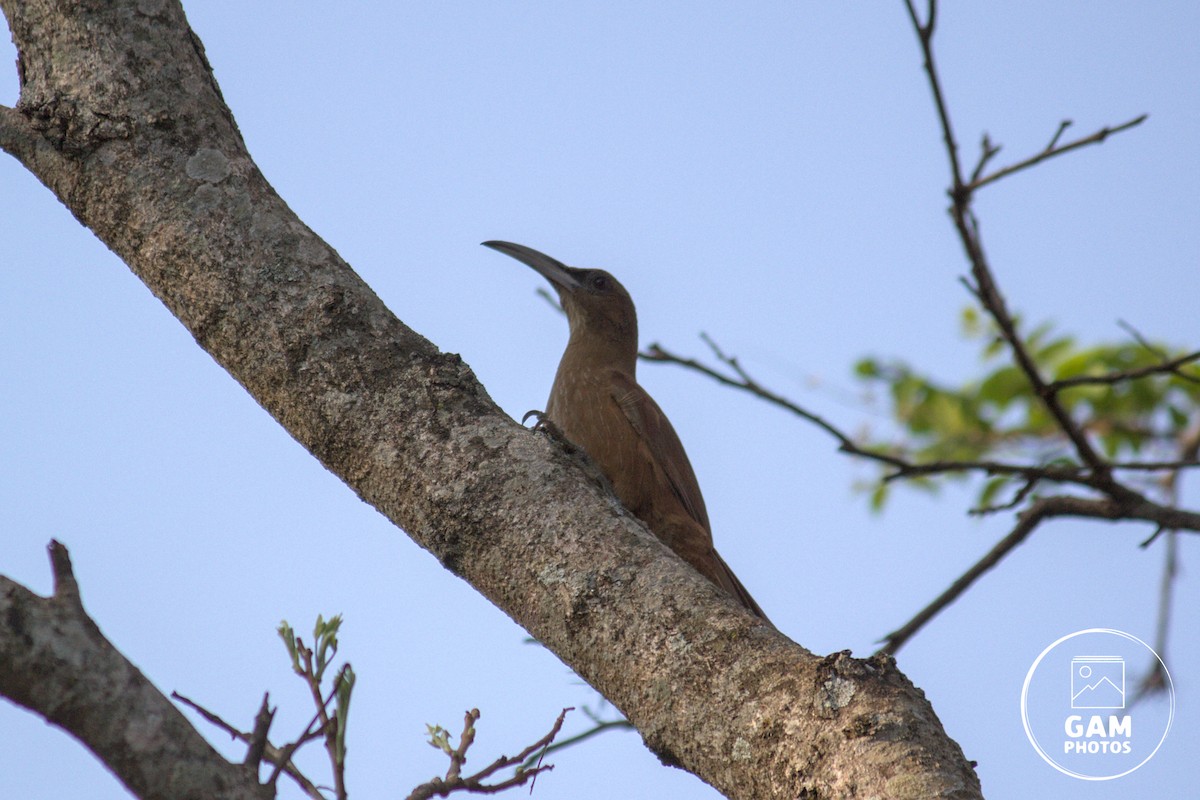 Great Rufous Woodcreeper - ML643383970