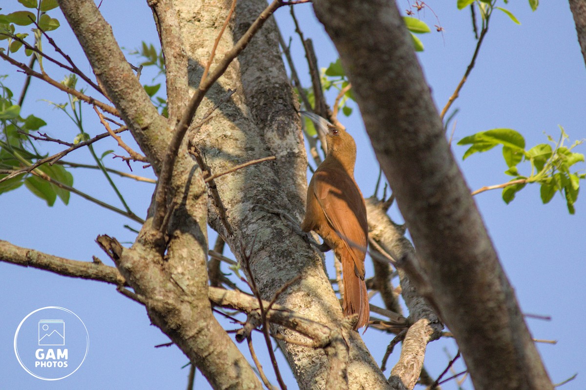 Great Rufous Woodcreeper - ML643383971