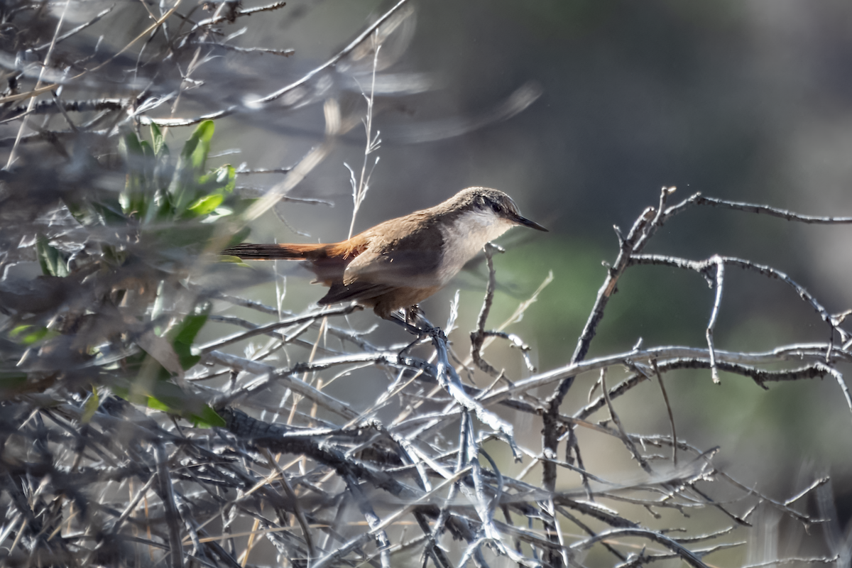 チリーカマドドリ - ML643383977