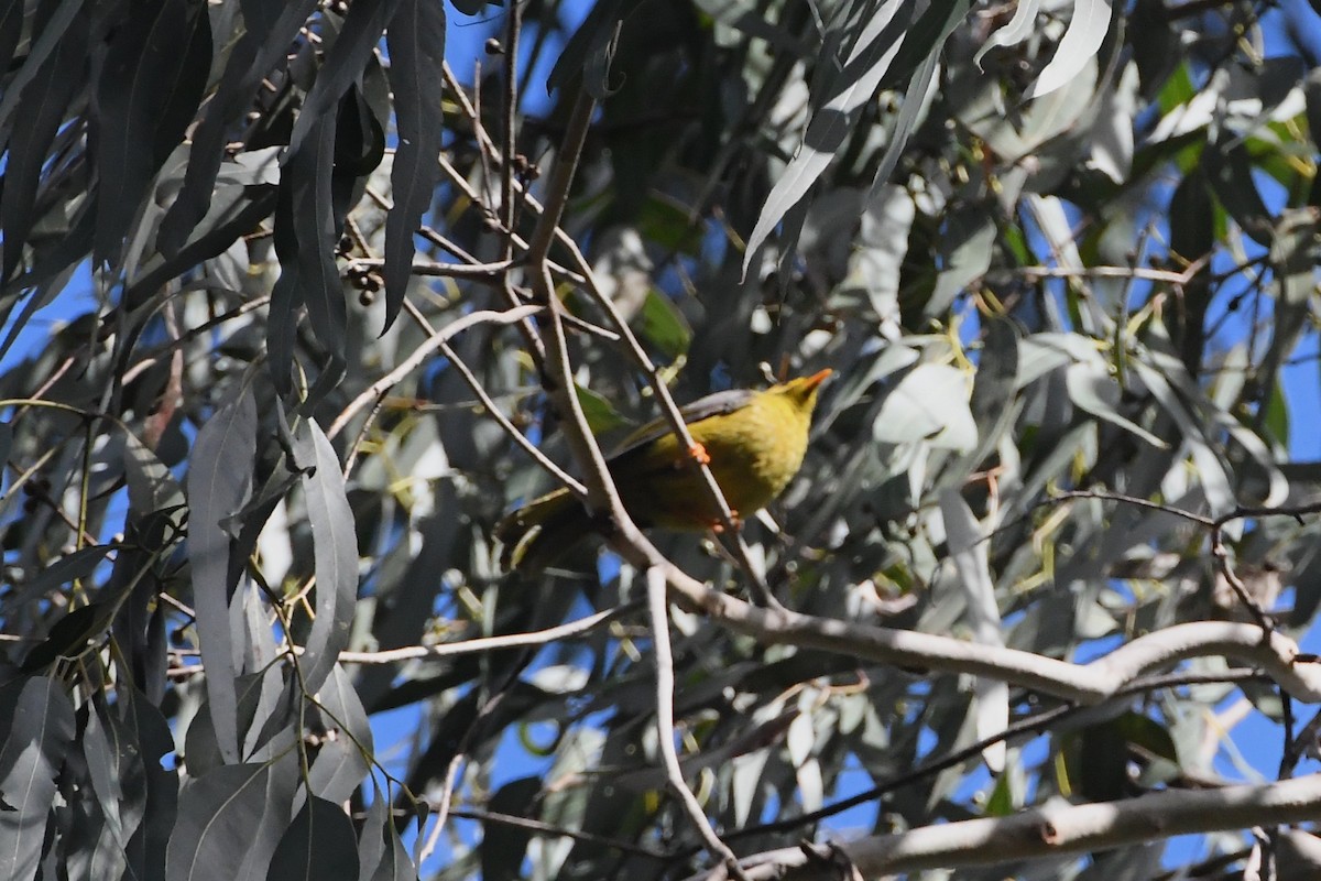 Bell Miner - ML643383979