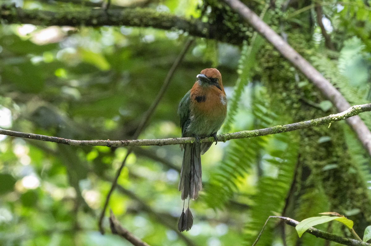Motmot à bec large - ML643383981