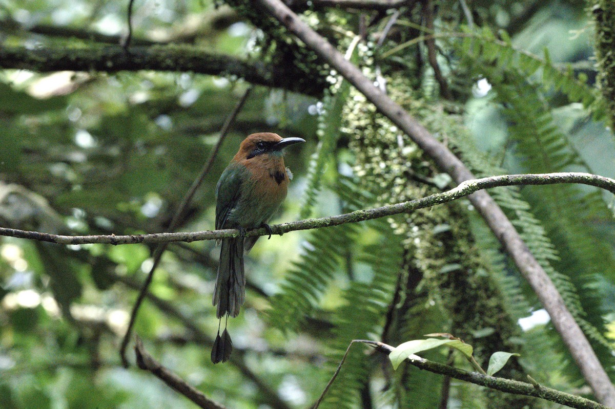 Motmot à bec large - ML643383982