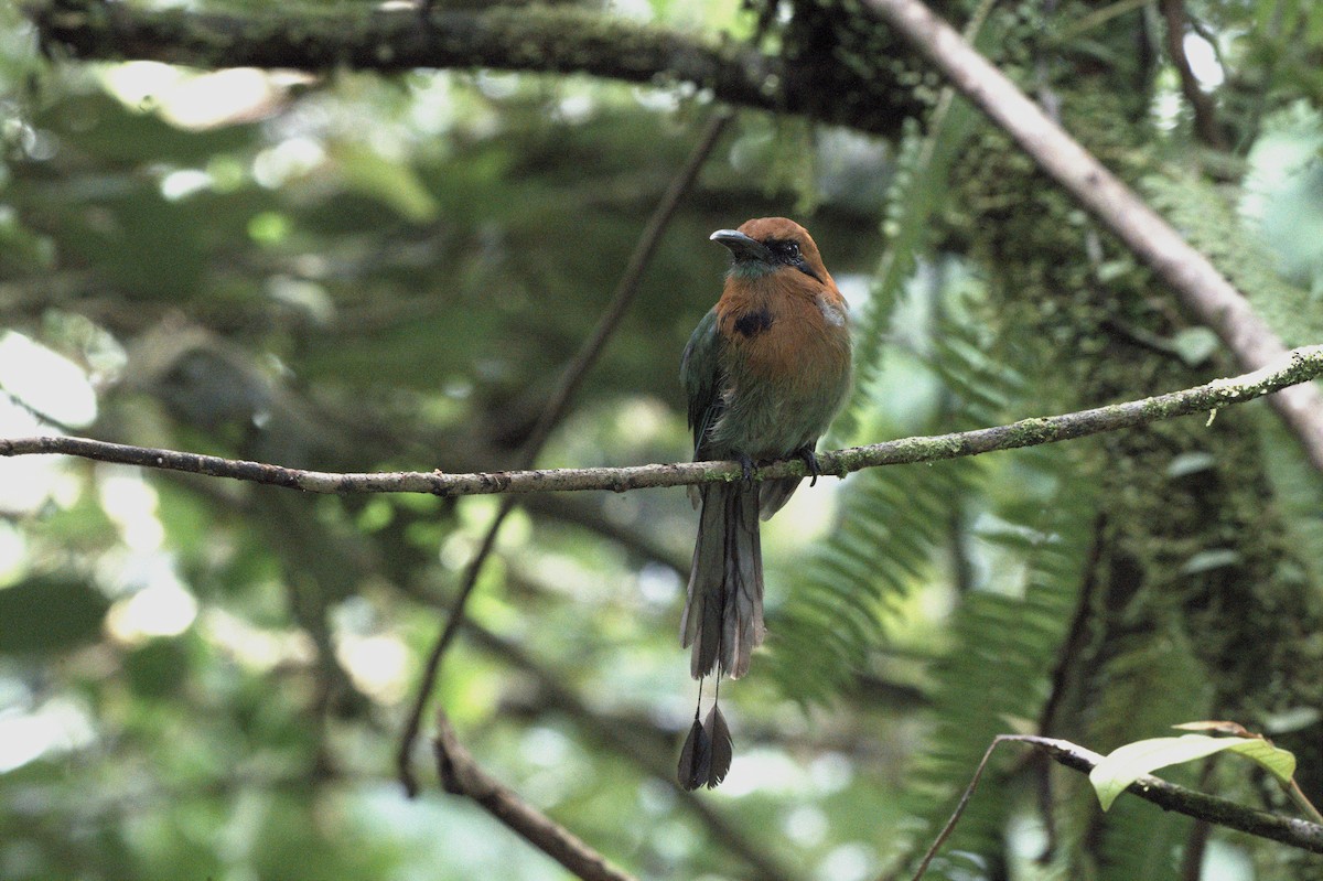 Motmot à bec large - ML643383983