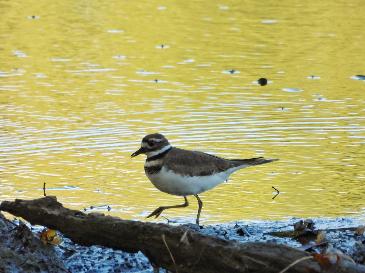 Killdeer - ML643383999