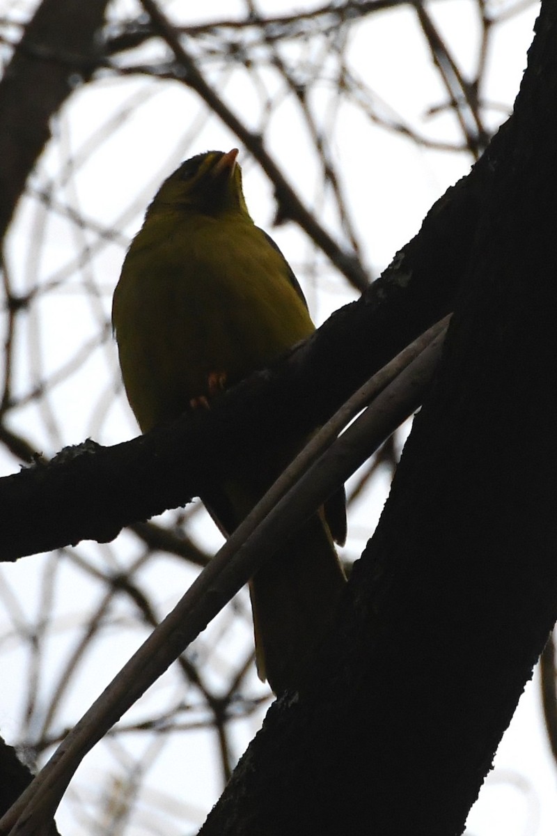 Bell Miner - ML643384002
