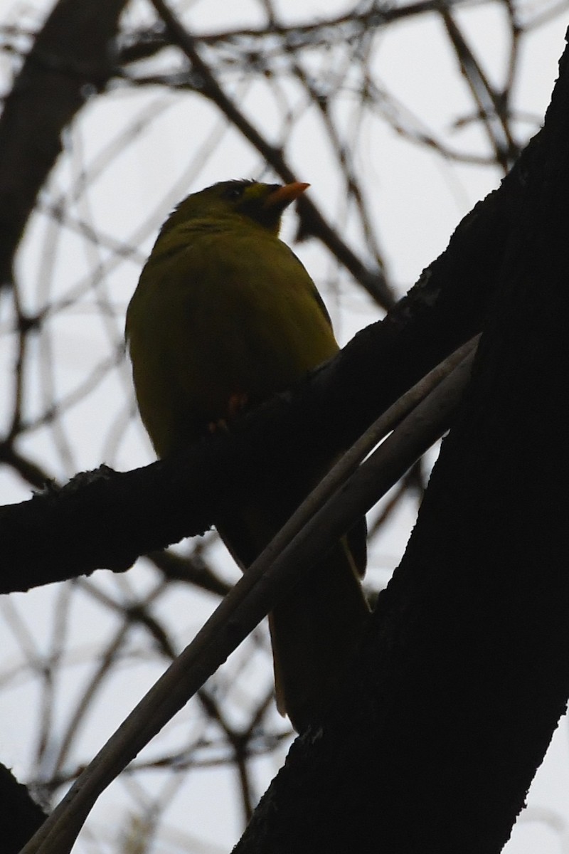 Bell Miner - ML643384013