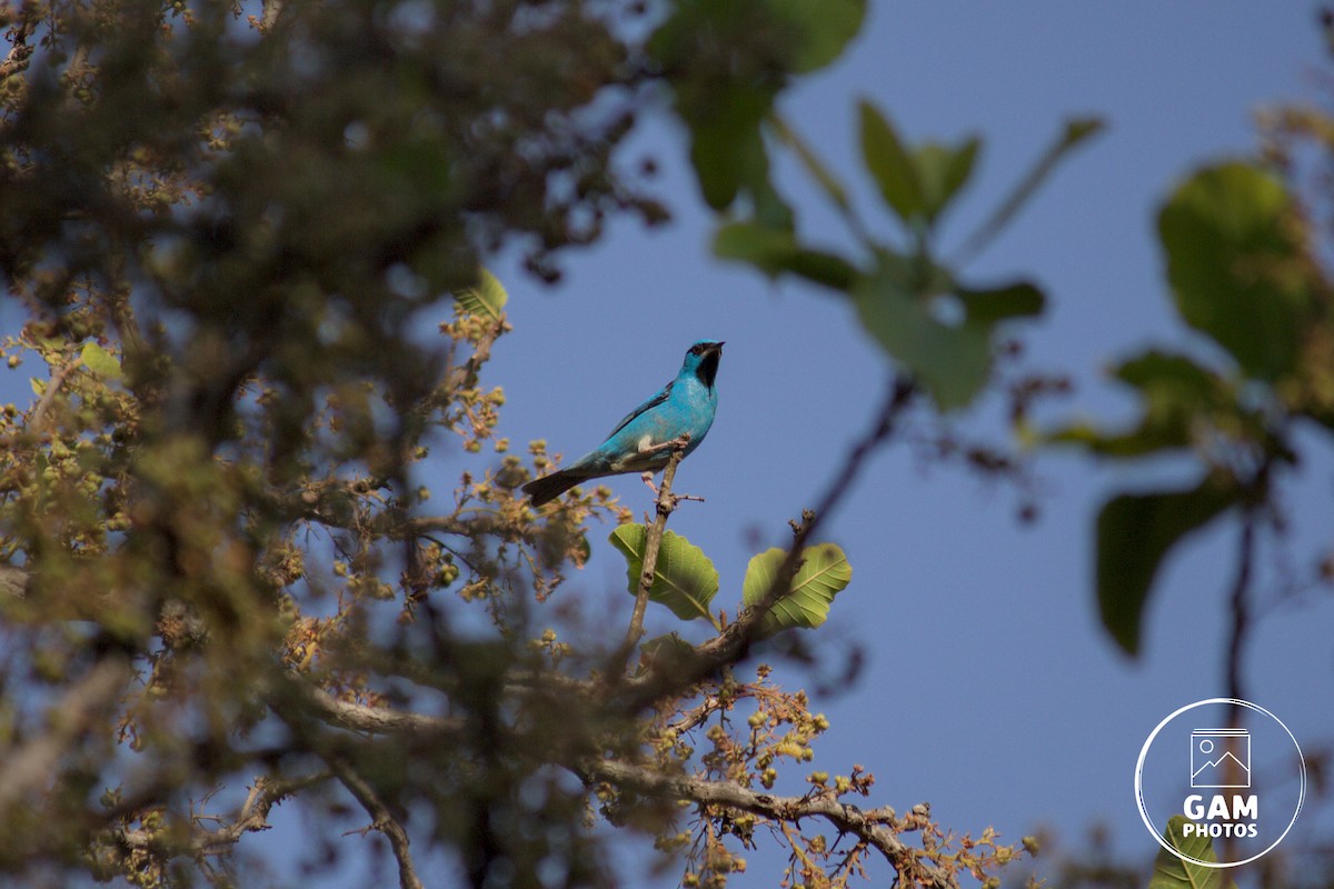 Blue Dacnis - ML643384020