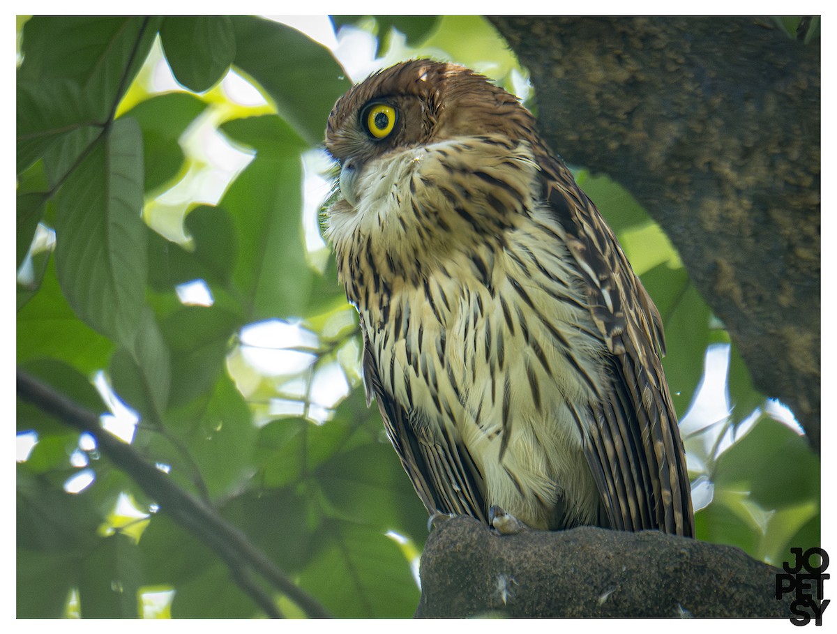 Philippine Eagle-Owl - ML643384027