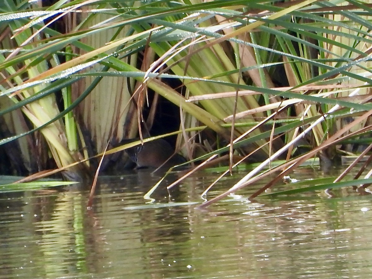 Virginia Rail - ML643384030
