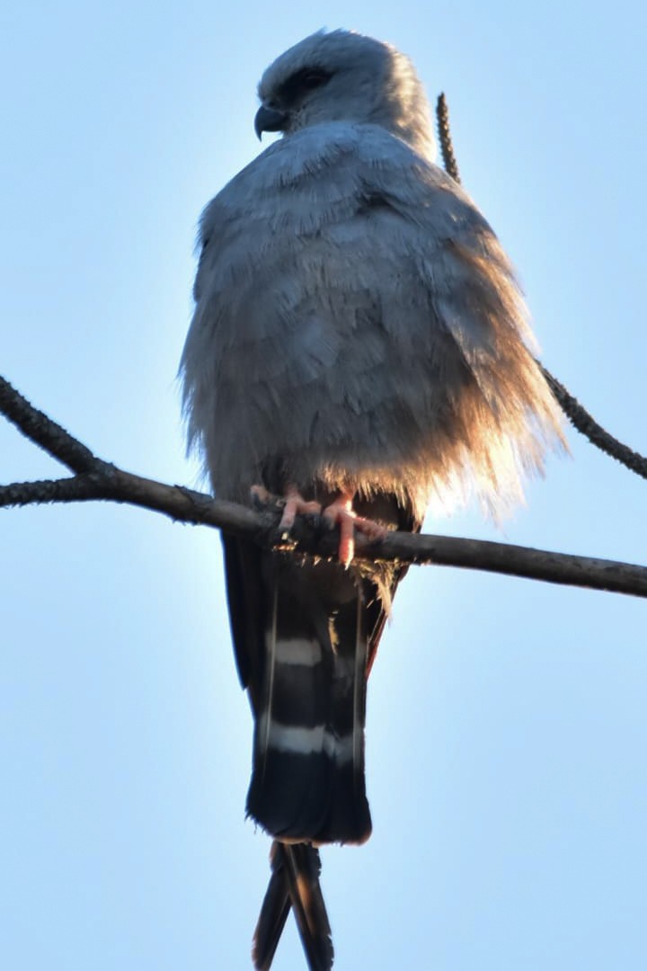 Plumbeous Kite - ML643384031