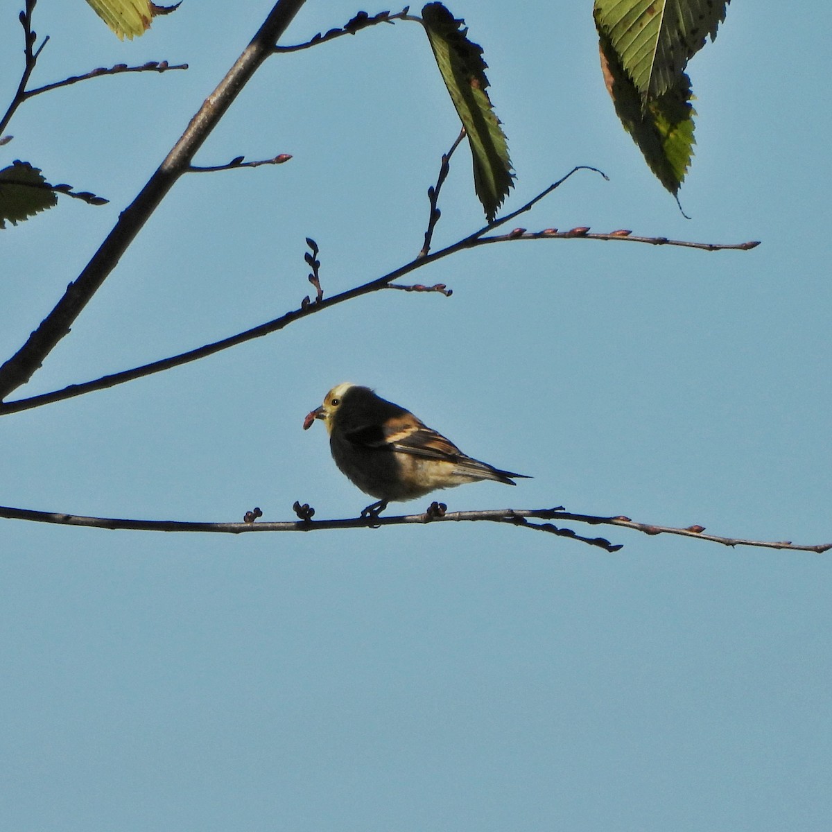 American Goldfinch - ML643384040