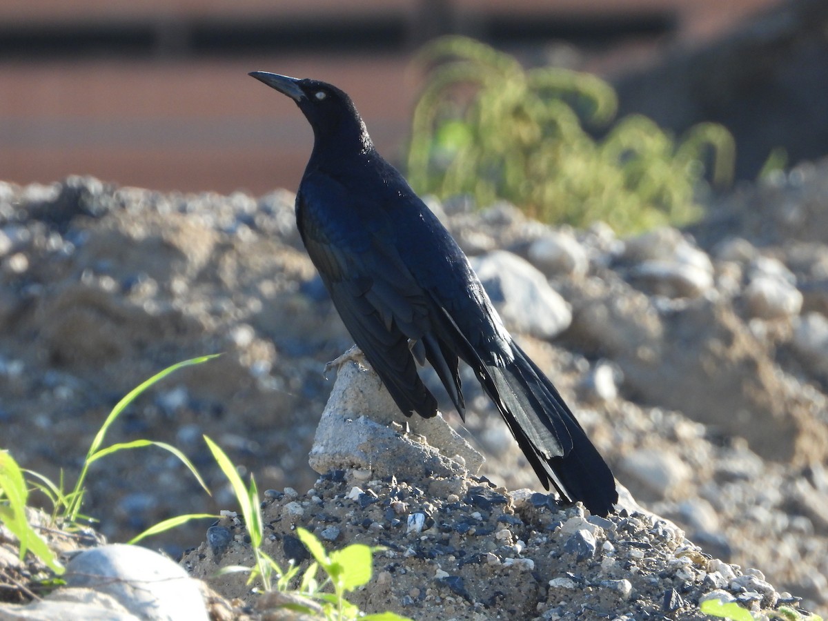 storhaletrupial - ML643384051
