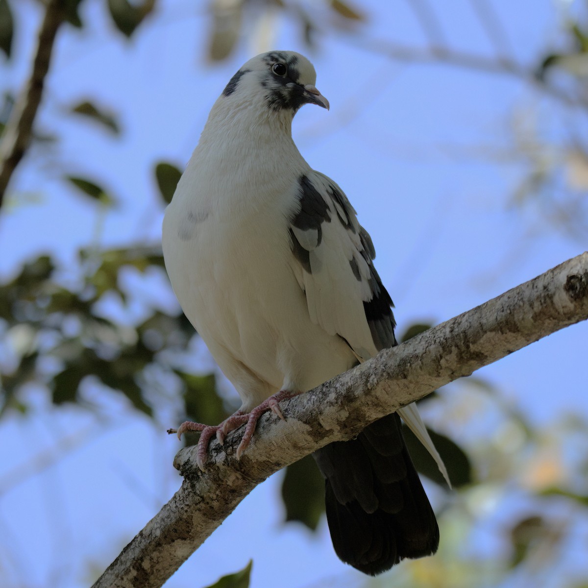 Rock Pigeon (Feral Pigeon) - ML643384060
