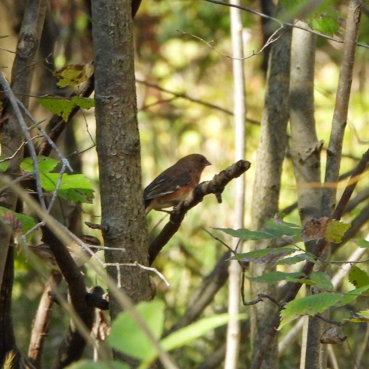 Eastern Towhee - ML643384061