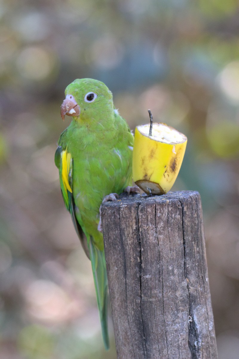 Yellow-chevroned Parakeet - ML643384068