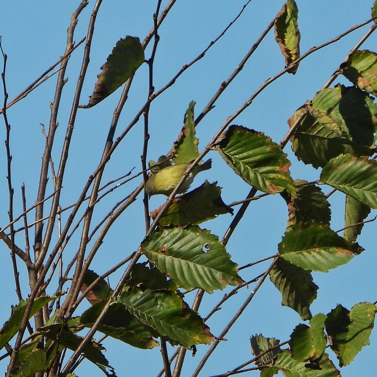 Orange-crowned Warbler - ML643384075