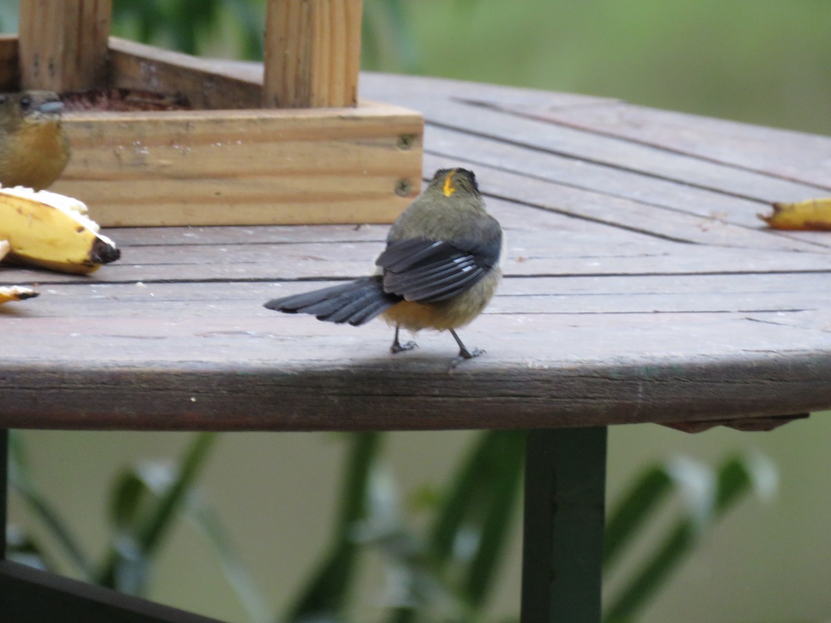 Black-goggled Tanager - ML643384085