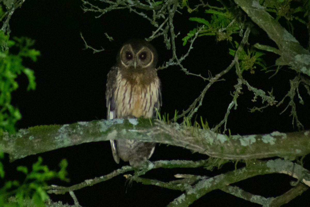 Mottled Owl - ML643384088