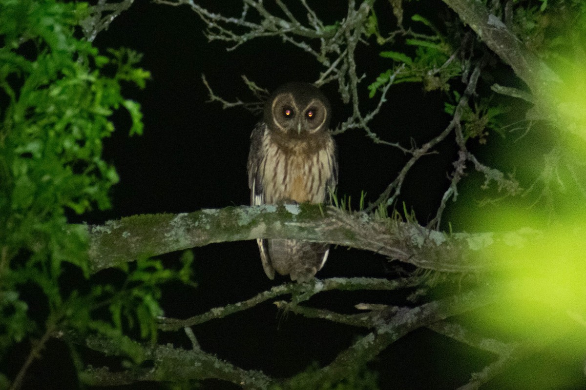 Mottled Owl - ML643384089