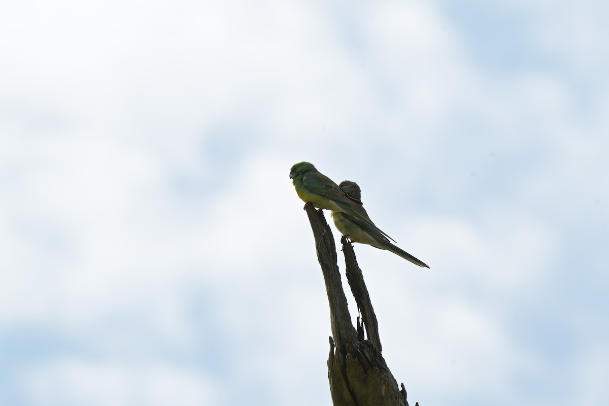 Red-rumped Parrot - ML643384107