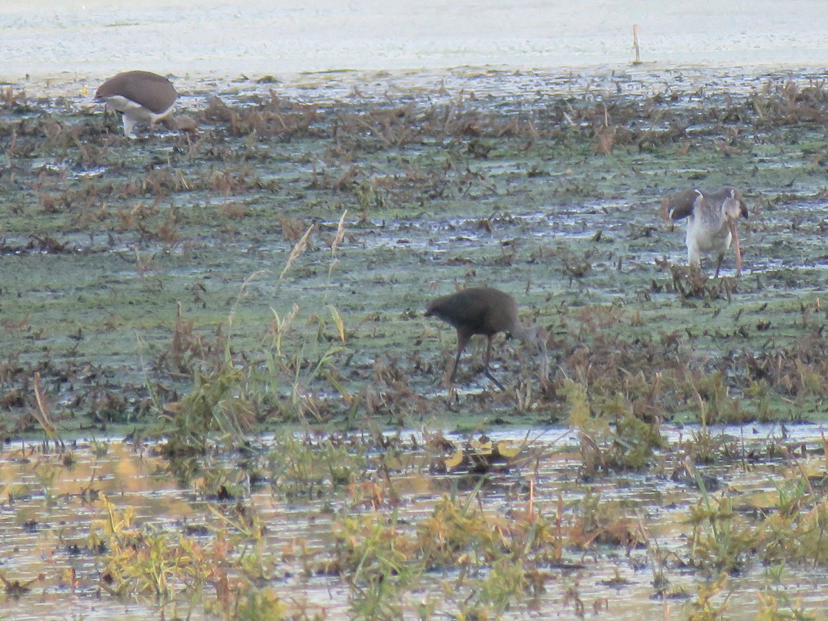 White-faced Ibis - ML643384108