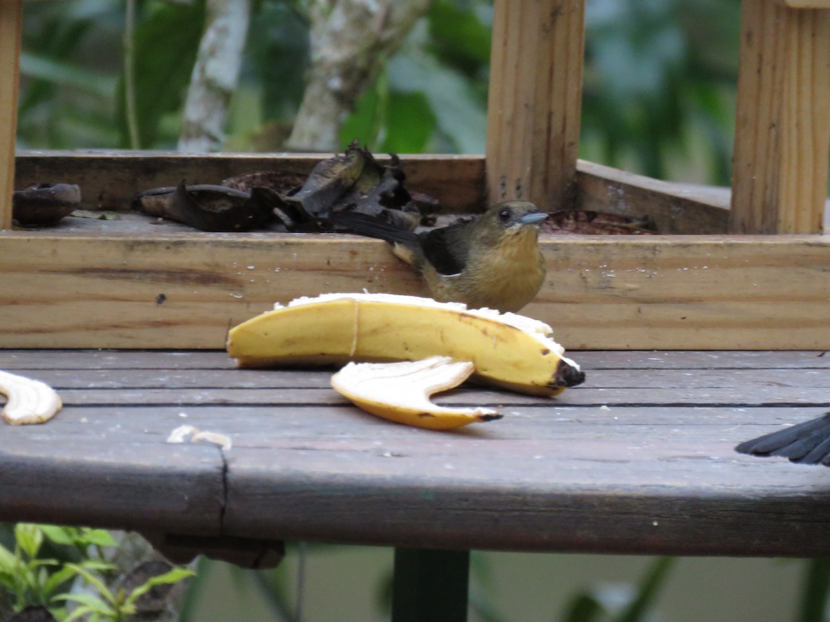 Black-goggled Tanager - ML643384113
