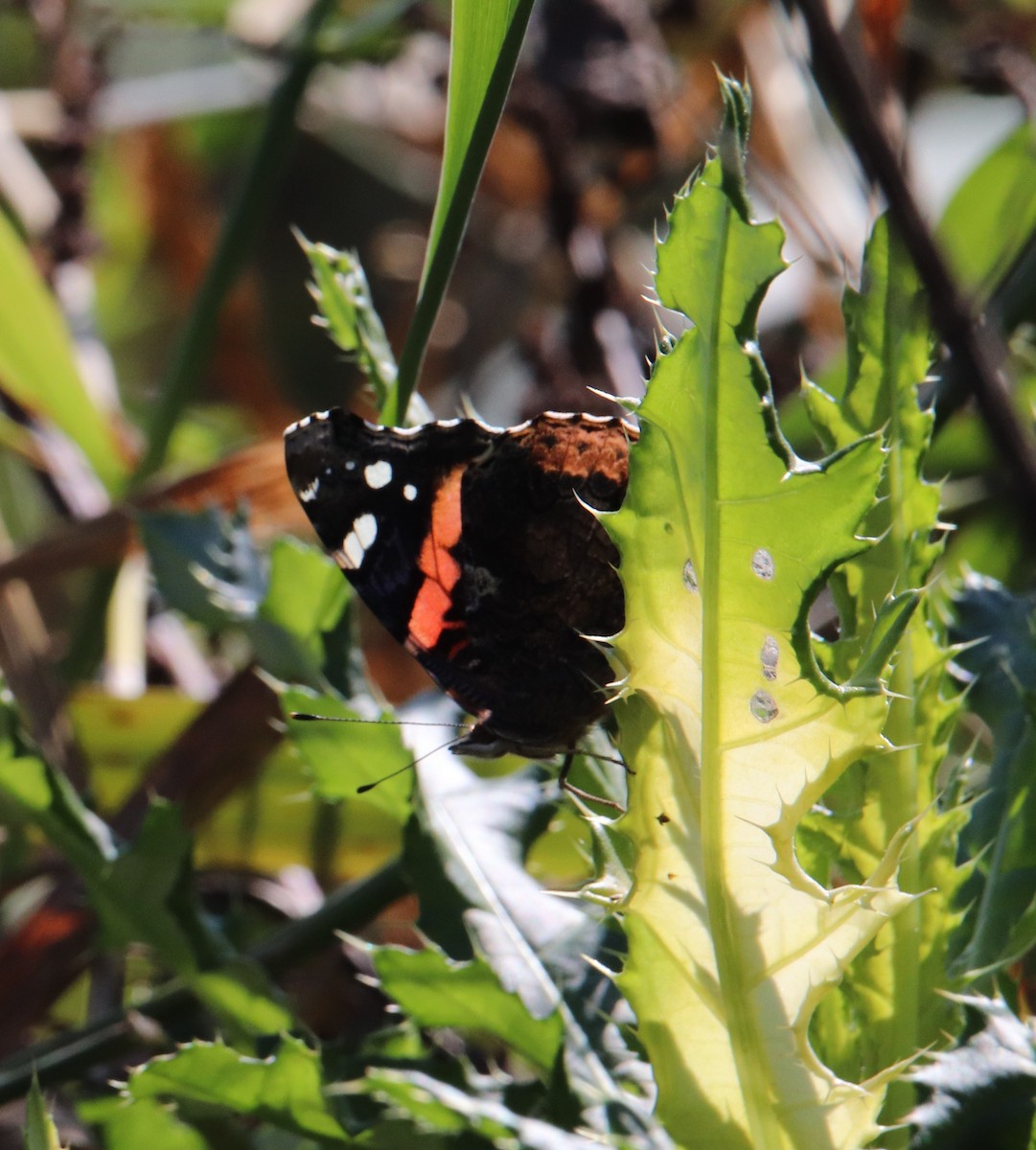 Red Admiral - ML643384116