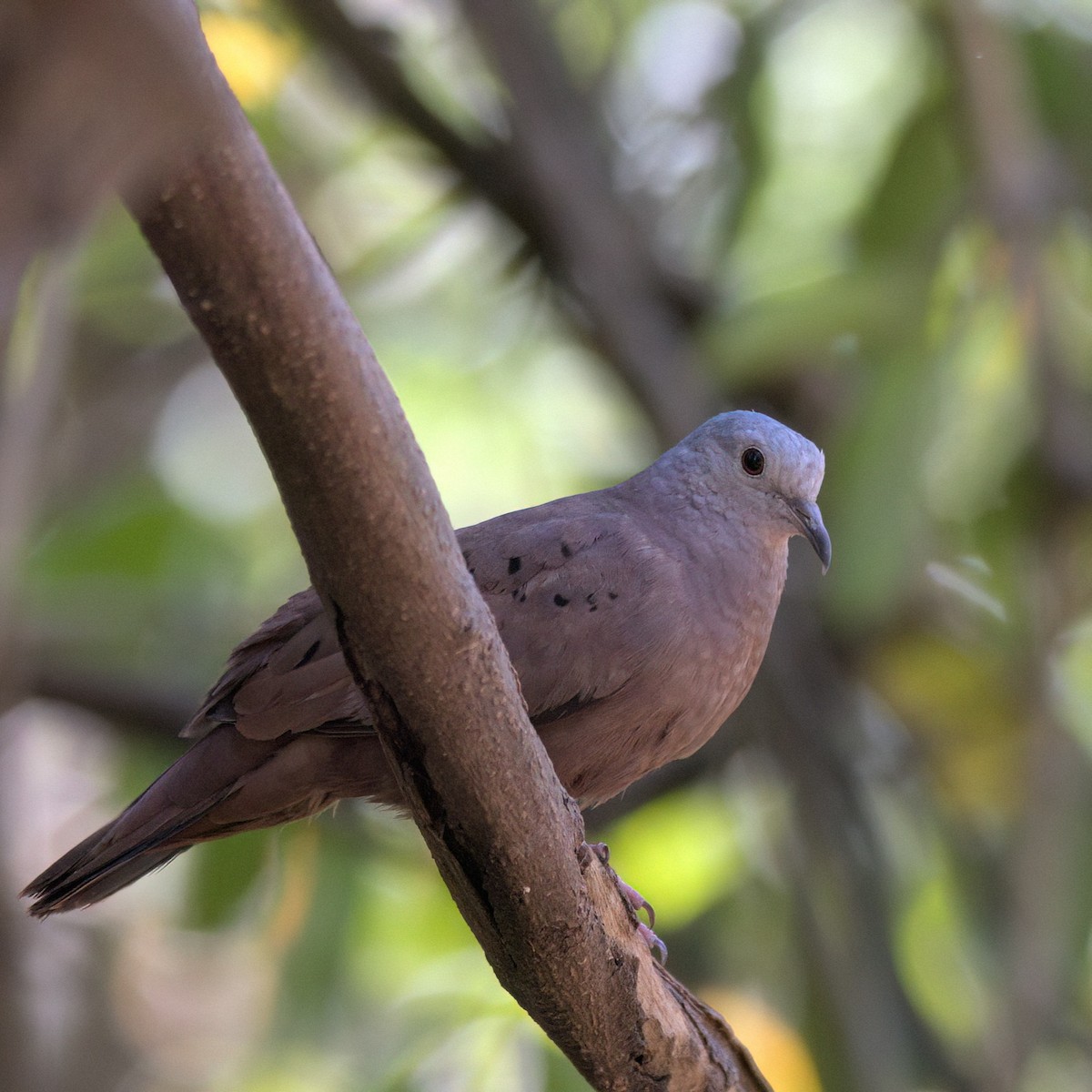 Ruddy Ground Dove - ML643384119