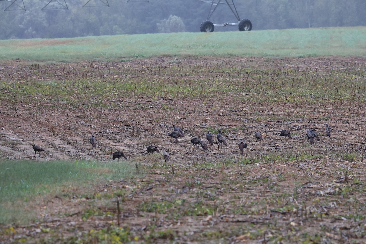 Wild Turkey - ML643384131