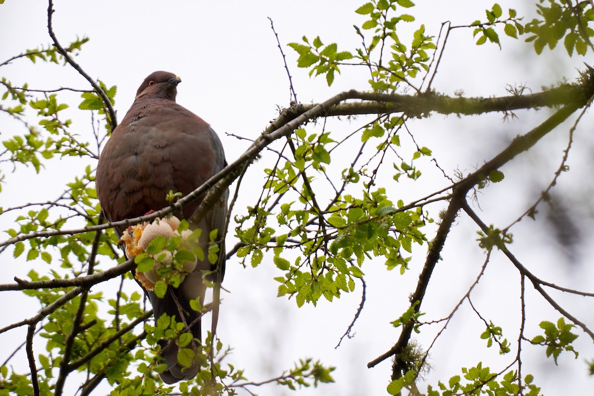 Chilean Pigeon - ML643384135