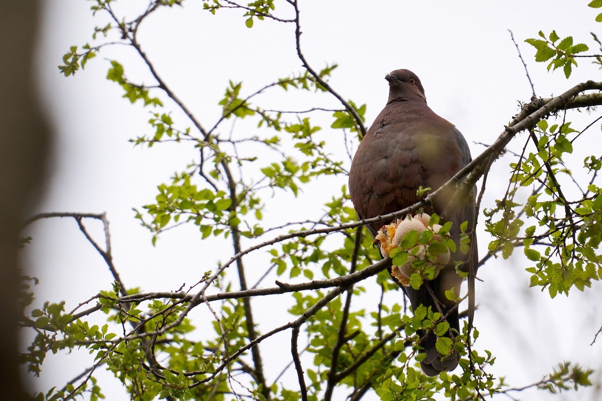 Chilean Pigeon - ML643384136