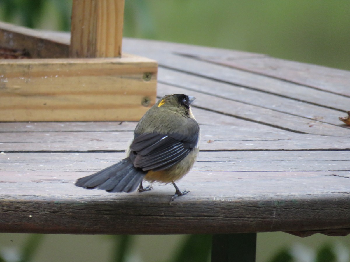 Black-goggled Tanager - ML643384147