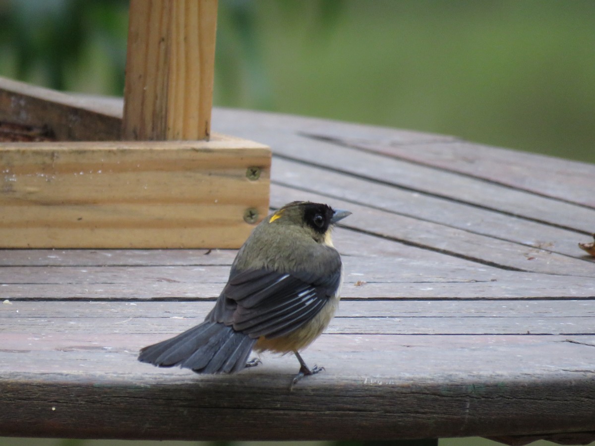 Black-goggled Tanager - ML643384148