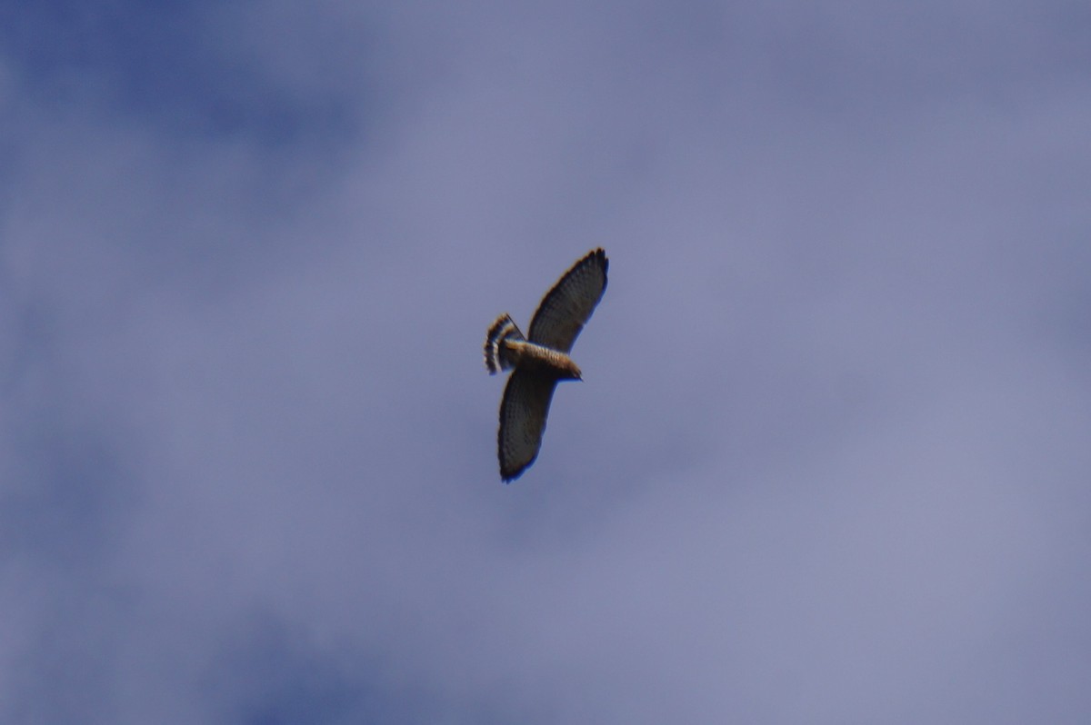 Broad-winged Hawk - ML643384156